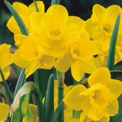 Narcissus Quail 10cm+ Daffodil Jonquilla Quail -Plant Flower Store Narcissi Quail 0000191 2 38778.1655190697