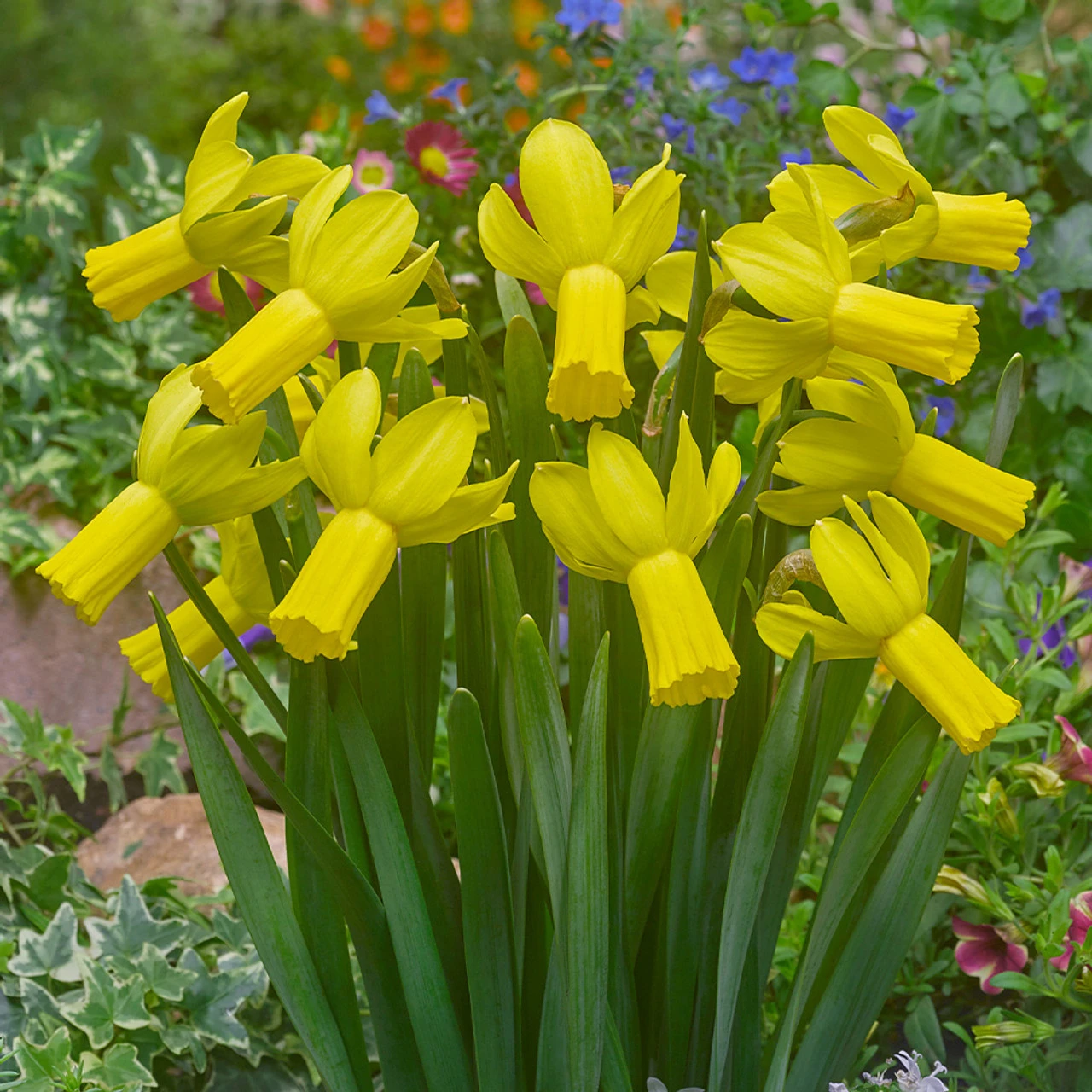 Narcissus Rapture 10-12cm Daffodil Rapture 3 Narcissus Rapture 10-12cm Daffodil Rapture