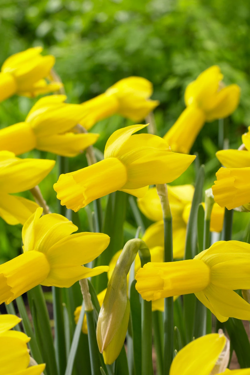 Narcissus Rapture 10-12cm Daffodil Rapture 4 Narcissus Rapture 10-12cm Daffodil Rapture - Image 2