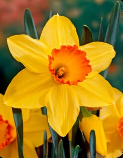 Narcissus Red Devon 12-14cm Daffodil Red Devon -Plant Flower Store Narcissi Red Devon 0000120 15573.1655899886
