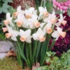 Narcissus Reggae 10-12cm Daffodil Cyclamineus Reggae -Plant Flower Store Narcissi Reggae Cyclamineus 10 12cm 0005469 98432.1623343620