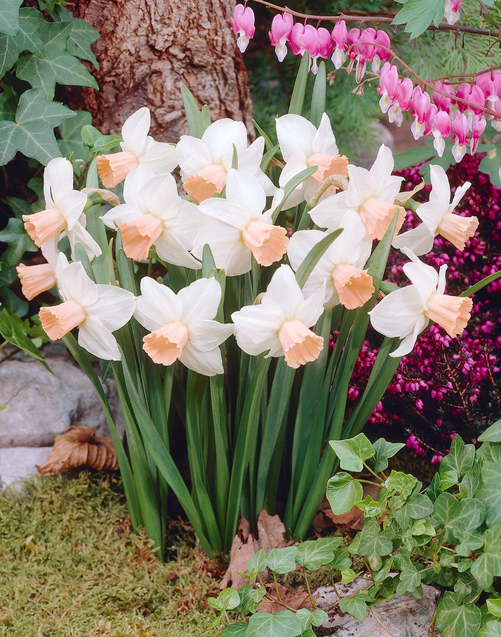 Narcissus Reggae 10-12cm Daffodil Cyclamineus Reggae 3 Narcissus Reggae 10-12cm Daffodil Cyclamineus Reggae