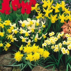 Narcissus Mixed Botanical 8cm+ Dainty Patio Daffodil 8 Narcissus Mixed Botanical 8cm+ Dainty Patio Daffodil -Plant Flower Store Narcissi Rockery Dwarf Mixed 8 10cm 0007969 2 10247.1687960062