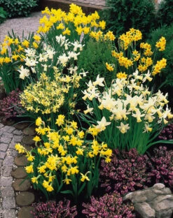 Narcissus Mixed Botanical 8cm+ Dainty Patio Daffodil 7 Narcissus Mixed Botanical 8cm+ Dainty Patio Daffodil -Plant Flower Store Narcissi Rockery Dwarf Mixed 8 10cm 0007969 52325.1687960062