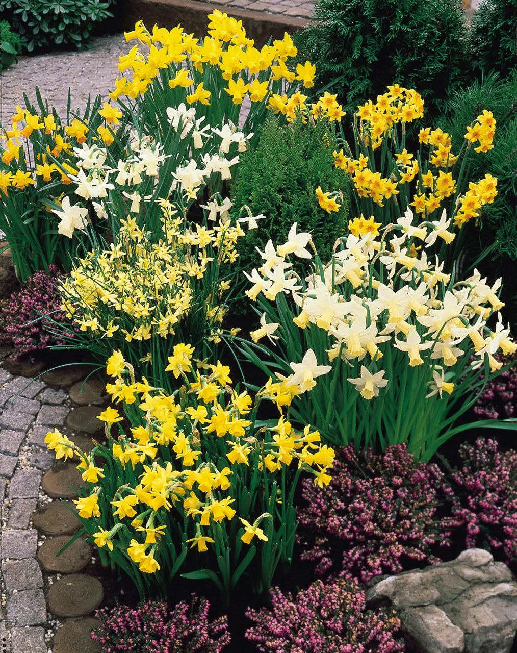 Narcissus Mixed Botanical 8cm+ Dainty Patio Daffodil 4 Narcissus Mixed Botanical 8cm+ Dainty Patio Daffodil - Image 2