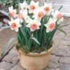 Narcissus Salome 12-14cm Daffodil Salome -Plant Flower Store Narcissi Salome 0000268 27904.1623343227