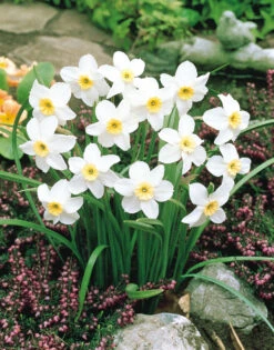 Narcissus Segovia 10-12cm Daffodil Segovia