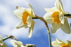 Narcissus Sempre Avanti 12-14cm Daffodil Sempre Avanti -Plant Flower Store Narcissi Sempre Avanti 0000124 2 29240.1623343177