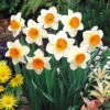Narcissus Sempre Avanti 12-14cm Daffodil Sempre Avanti 1 Narcissus Sempre Avanti 12-14cm Daffodil Sempre Avanti -Plant Flower Store Narcissi Sempre Avanti 0000124 42568.1628849459