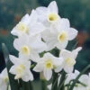 Narcissus Silver Chimes 10-12cm Daffodil Silver Chimes -Plant Flower Store Narcissi Silver Chimes 0000229 55288.1623343226