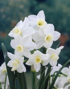 Narcissus Silver Chimes 10-12cm Daffodil Silver Chimes