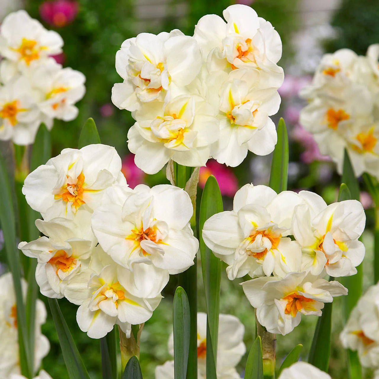 Narcissus 'Sir Winston Churchill 12-14cm Daffodil Sir Winston Churchill 3 Narcissus 'Sir Winston Churchill 12-14cm Daffodil Sir Winston Churchill