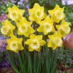 Narcissus Spellbinder 12-14cm Daffodil Spellbinder