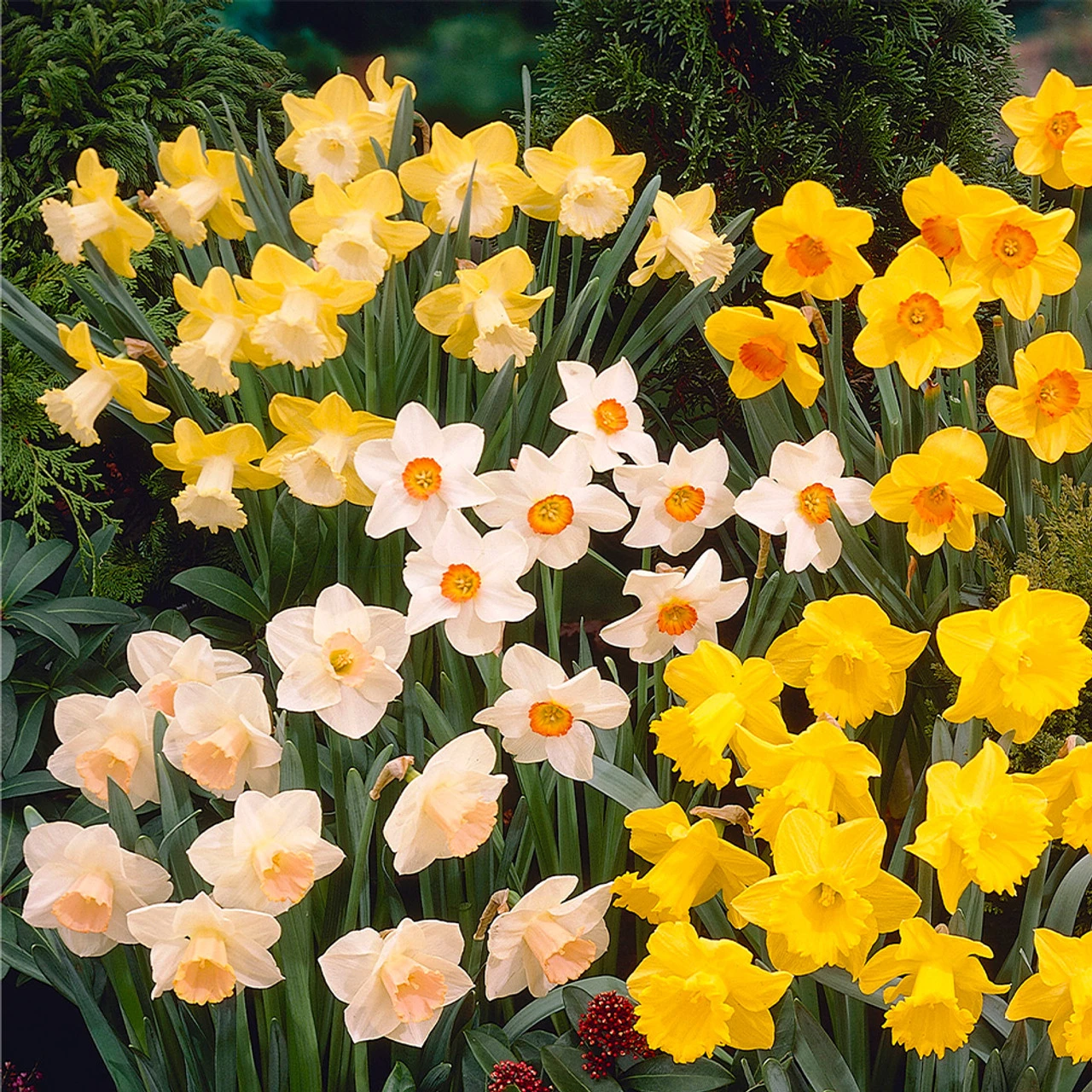 Narcissus Spellbinder 12-14cm Daffodil Spellbinder 4 Narcissus Spellbinder 12-14cm Daffodil Spellbinder - Image 2