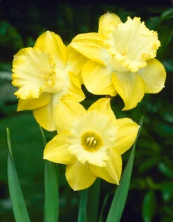 Narcissus Spellbinder 12-14cm Daffodil Spellbinder 8 Narcissus Spellbinder 12-14cm Daffodil Spellbinder -Plant Flower Store Narcissi Spellbinder 0000270 24791.1655897363