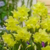 Narcissus Stint 10-12cm Daffodil Stint -Plant Flower Store Narcissi Stint 10 12cm 0004482 2 88261.1638539832