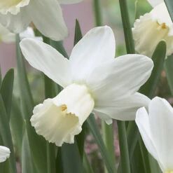 Narcissus Surfside 10-12cm Daffodil Surfside -Plant Flower Store Narcissi Surfside 0005547 3 70721.1657874283