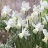 Narcissus Surfside 10-12cm Daffodil Surfside