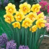 Narcissus Tahiti 12-14cm Daffodil Tahiti 1 Narcissus Tahiti 12-14cm Daffodil Tahiti -Plant Flower Store Narcissi Tahiti 0000169 94419.1685431554