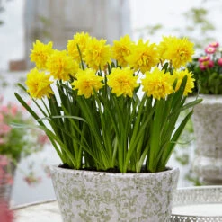 Narcissus Tete De Luxe 10/12cm Daffodil Tete Deluxe
