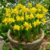 Exhibition Size Tete-a-Tete -Plant Flower Store Narcissi Tete a Tete 8 10cm 0007847 10 14383.1687940756
