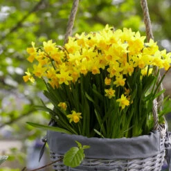 Exhibition Size Tete-a-Tete -Plant Flower Store Narcissi Tete a Tete 8 10cm 0007847 11 78331.1687940756