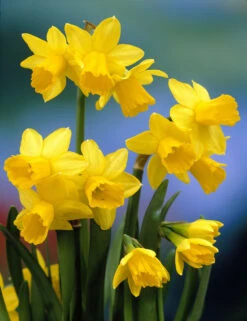Narcissus Tete A Tete 8/10 Daffodil Tete A Tete -Plant Flower Store Narcissi Tete a Tete 8 10cm 0007847 2 64366.1655129107