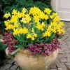 Narcissus Tete A Tete 8/10 Daffodil Tete A Tete -Plant Flower Store Narcissi Tete a Tete 8 10cm 0007847 6 89522.1688543897