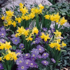 Narcissus Tete A Tete 8/10 Daffodil Tete A Tete -Plant Flower Store Narcissi Tete a Tete 8 10cm 0007847 7 77928.1655129107