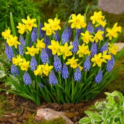 Exhibition Size Tete-a-Tete -Plant Flower Store Narcissi Tete a Tete 8 10cm 0007847 8 17687.1687940756