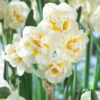 Narcissus The Bride 12/14cm Daffodil The Bride -Plant Flower Store Narcissi The Bride 12 14cm 0009255 94417.1623343932