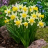 Narcissus Topolino 8/9cm Daffodil Topolino -Plant Flower Store Narcissi Topolino 0000209 81133.1629197715