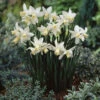 Narcissus Toto 10/12cm Daffodil Cyclamineus Toto -Plant Flower Store Narcissi Toto Cyclamineus 10 12cm 0003884 28837.1657874589