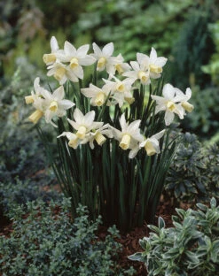 Narcissus Toto 10/12cm Daffodil Cyclamineus Toto