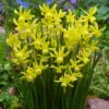 Narcissus Hawera 10/12cm Daffodil Hawera -Plant Flower Store Narcissi Triandus Hawera 0000210 3 39923.1655893642