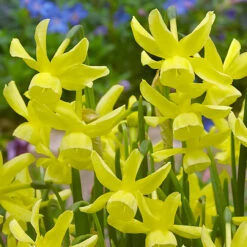 Narcissus Hawera 10/12cm Daffodil Hawera -Plant Flower Store Narcissi Triandus Hawera 0000210 4 54061.1655893642