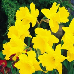 Narcissus Unsurpassable 12-14cm Daffodil Unsurpassable -Plant Flower Store Narcissi Unsurpassable DN2 0000274 2 44506.1655202235