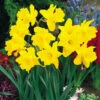 Narcissus Unsurpassable 12-14cm Daffodil Unsurpassable -Plant Flower Store Narcissi Unsurpassable DN2 0000274 57647.1655899509