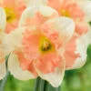 Narcissus Vanilla Peach 12/14cm Daffodil Vanilla Peach -Plant Flower Store Narcissi Vanilla Peach 12 14cm 0009230 2 43961.1657718643