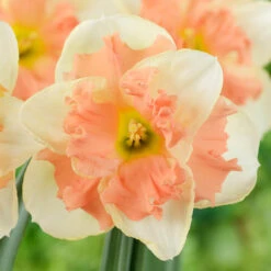 Narcissus Vanilla Peach 12/14cm Daffodil Vanilla Peach