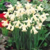 Narcissi W.P. Milner 10/12cm