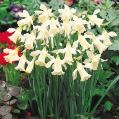 Narcissi W.P. Milner 10/12cm