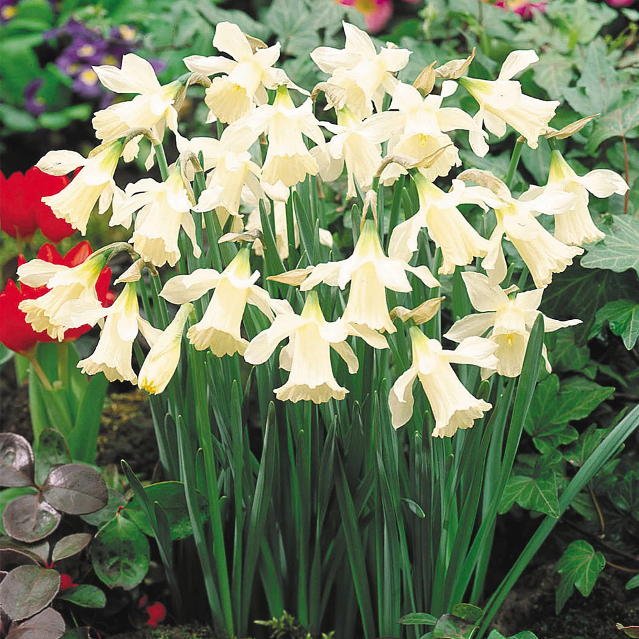 Narcissi W.P. Milner 10/12cm 3 Narcissi W.P. Milner 10/12cm