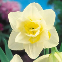 Narcissus White Lion 12-14cm Daffodil White Lion -Plant Flower Store Narcissi White Lion 0000177 3 43559.1639991945