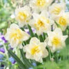Narcissus White Lion 12-14cm Daffodil White Lion -Plant Flower Store Narcissi White Lion 0000177 28065.1639991945