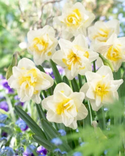 Narcissus White Lion 12-14cm Daffodil White Lion