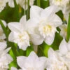 Narcissus White Marvel 10-12cm Daffodil White Marvel -Plant Flower Store Narcissi White Marvel 0000233 2 01816.1639992432