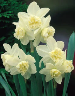 Narcissus White Marvel 10-12cm Daffodil White Marvel -Plant Flower Store Narcissi White Marvel 0000233 90198.1639992431