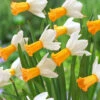 Narcissi Winter Waltz -Plant Flower Store Narcissi Winter Waltz 0009236 73627.1698330303