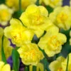 Narcissus Yellow Cheerfulness 12-14cm Daffodil Yellow Cheerfulness -Plant Flower Store Narcissi Yellow Cheerfulness 0000179 97432.1629199814